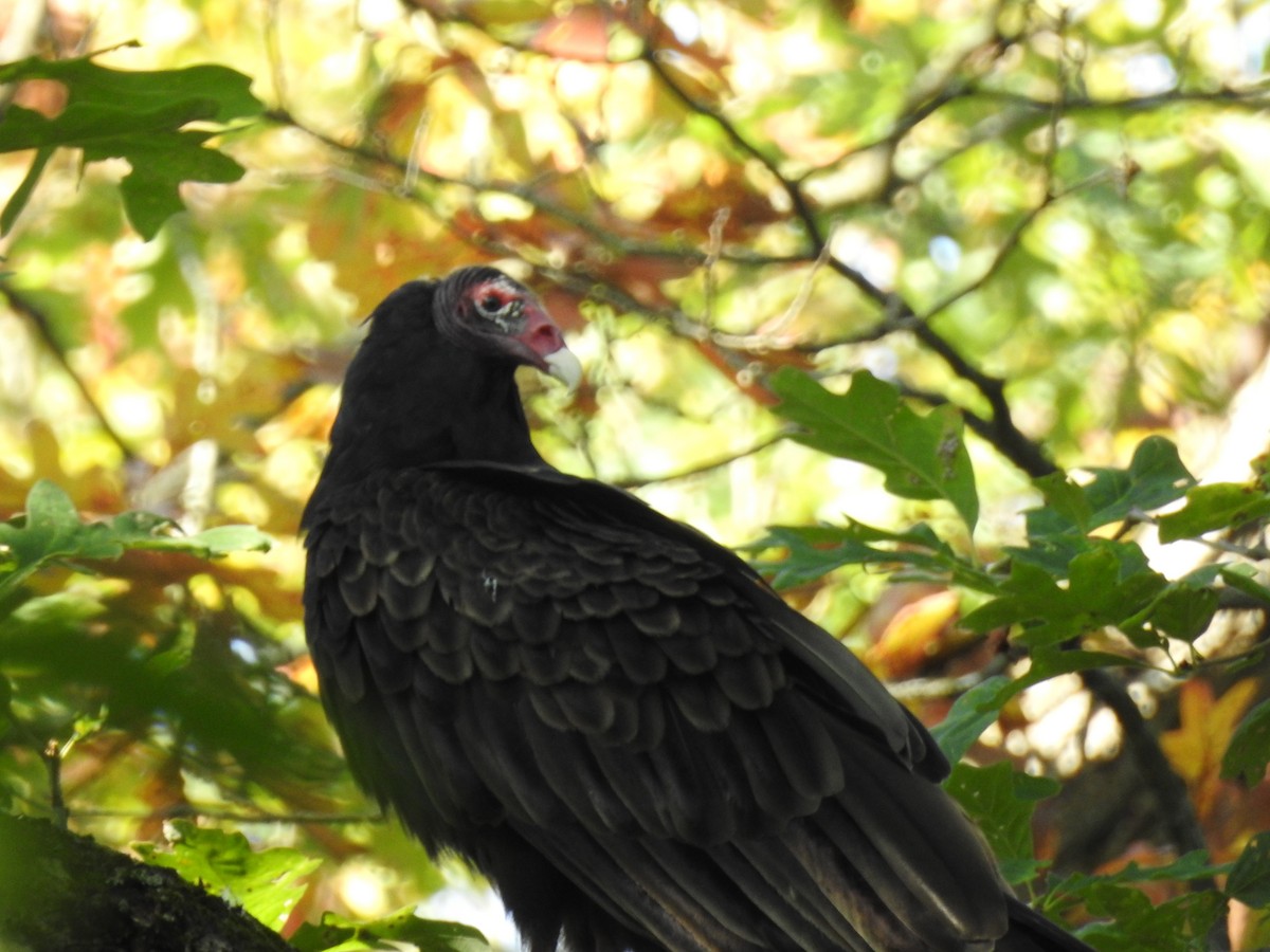 Turkey Vulture - ML609215395