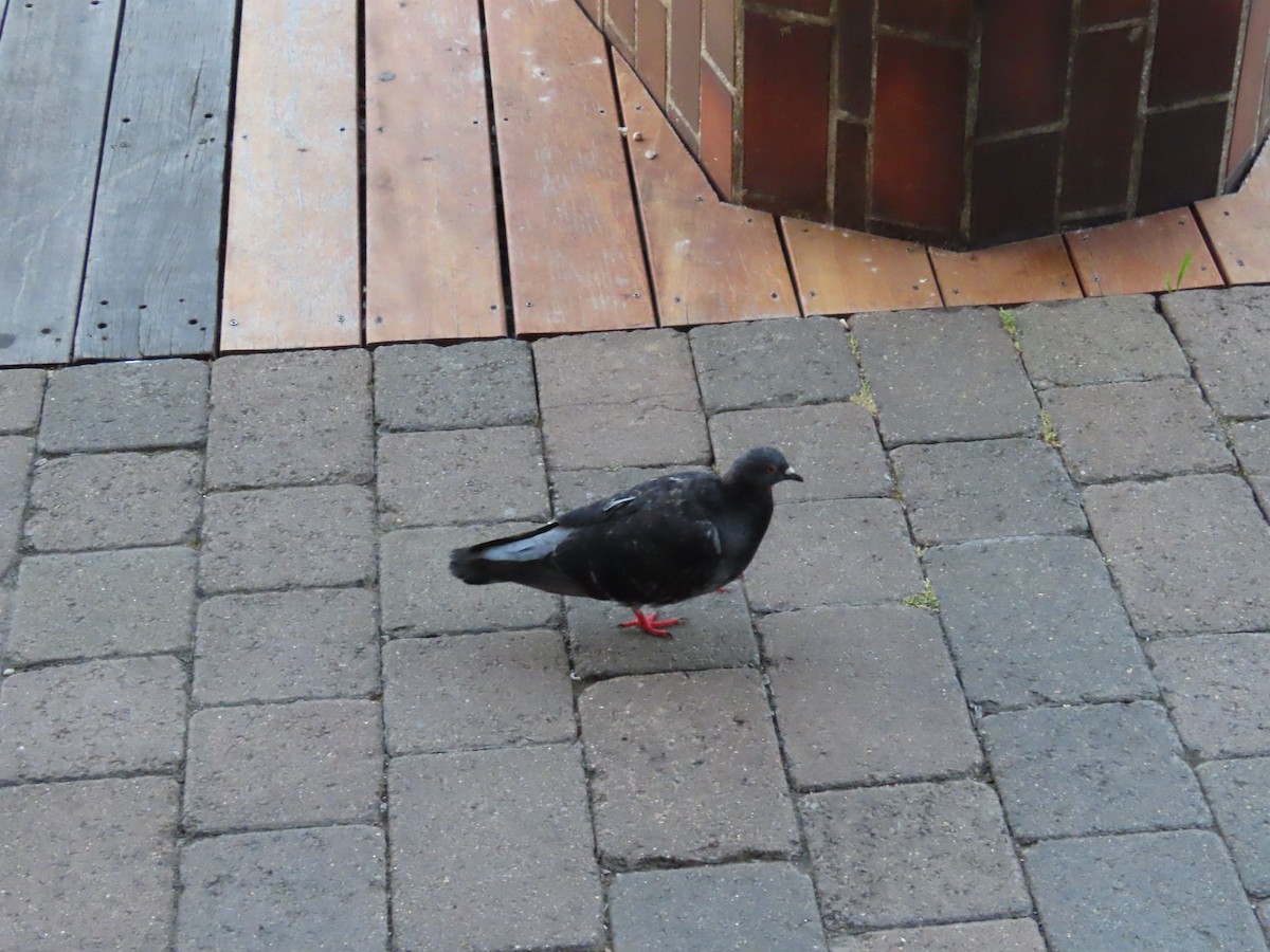 Rock Pigeon (Feral Pigeon) - ML609215416
