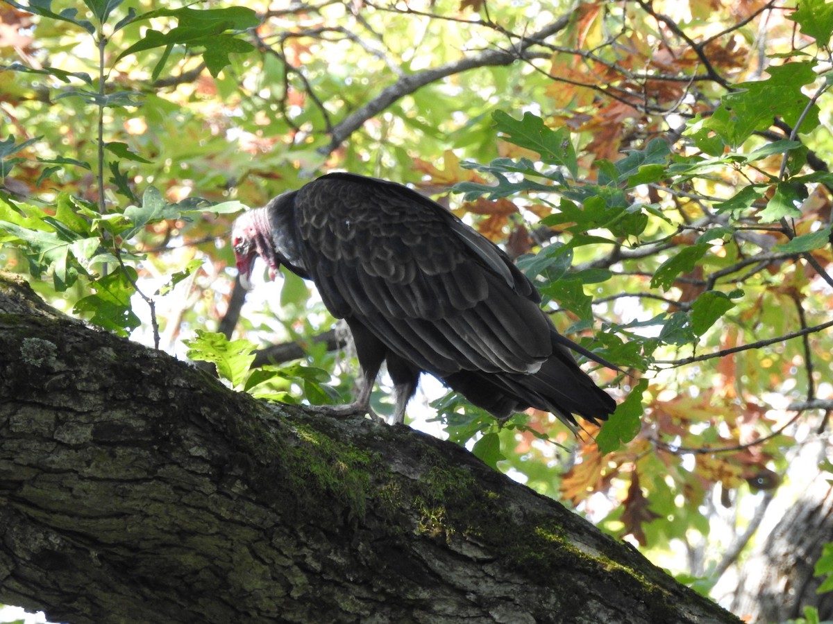 Turkey Vulture - ML609215442