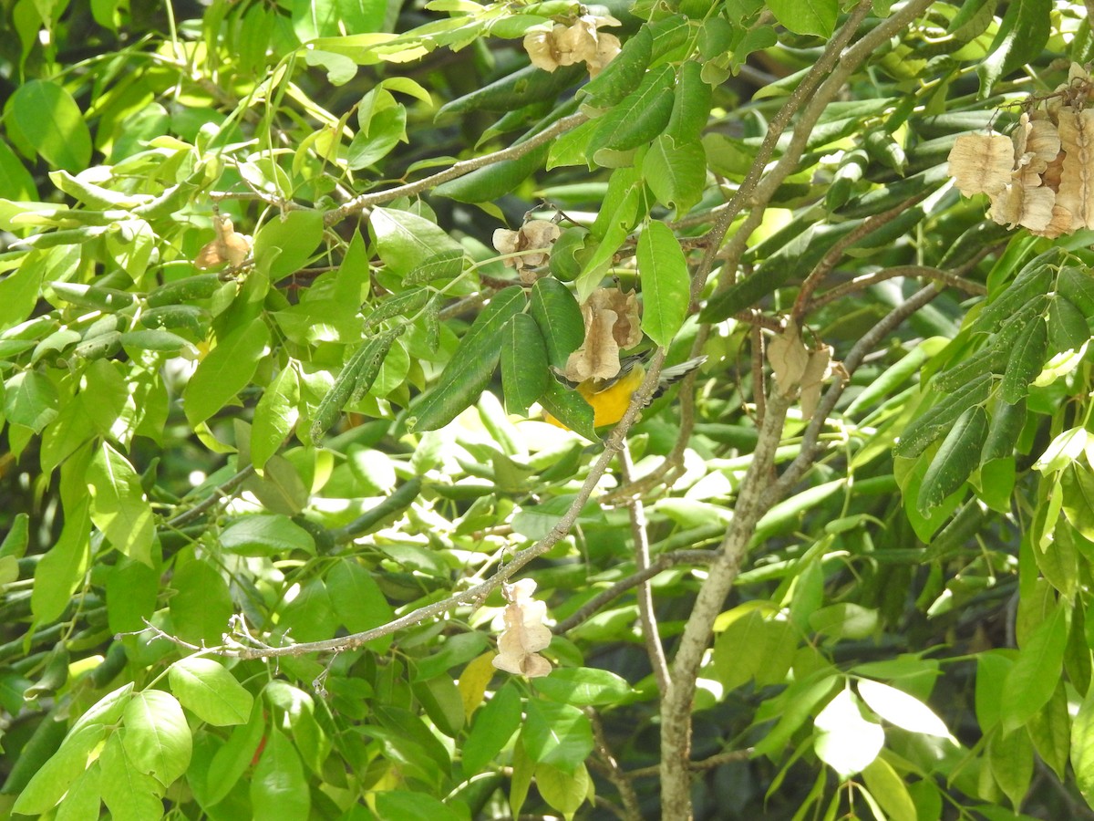 Paruline orangée - ML609215472