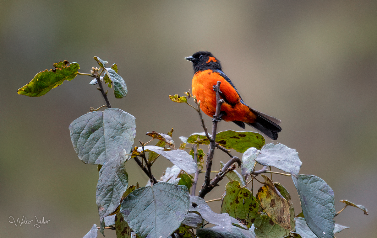 Scarlet-bellied Mountain Tanager - Walker Aguilar