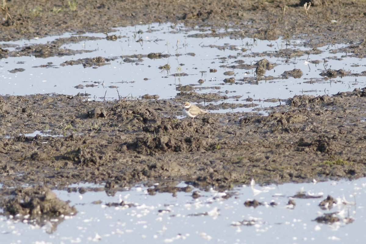 Little Ringed Plover - ML609215541