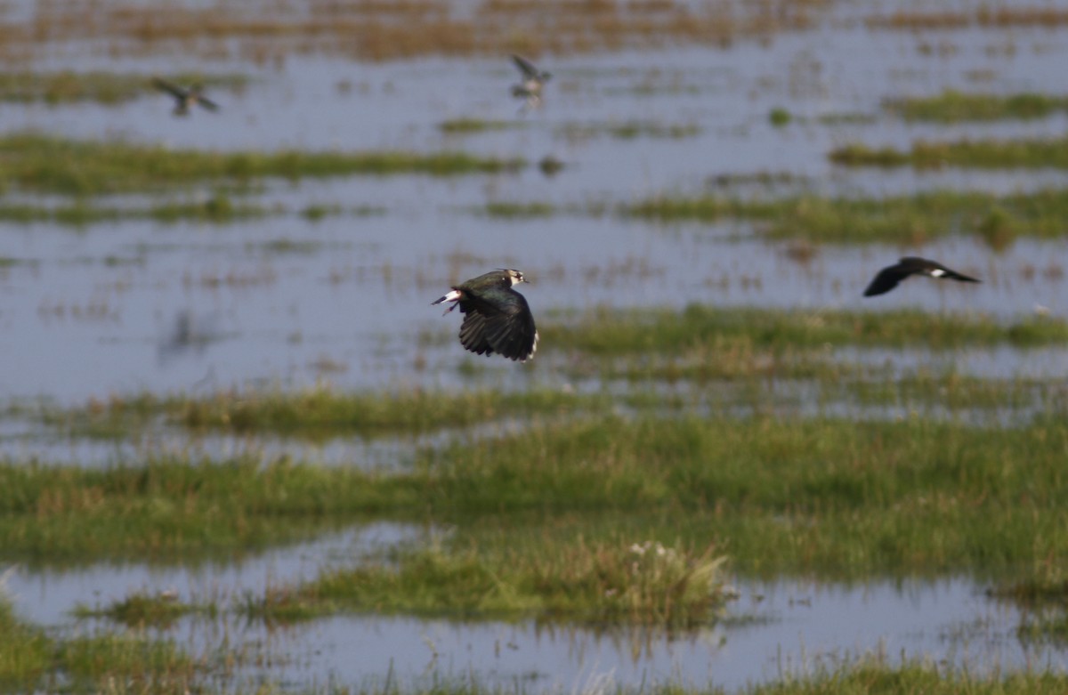 Northern Lapwing - ML609215552