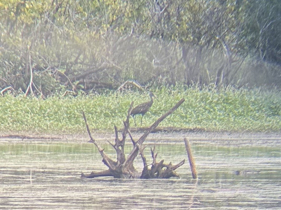 Limpkin - ML609215563
