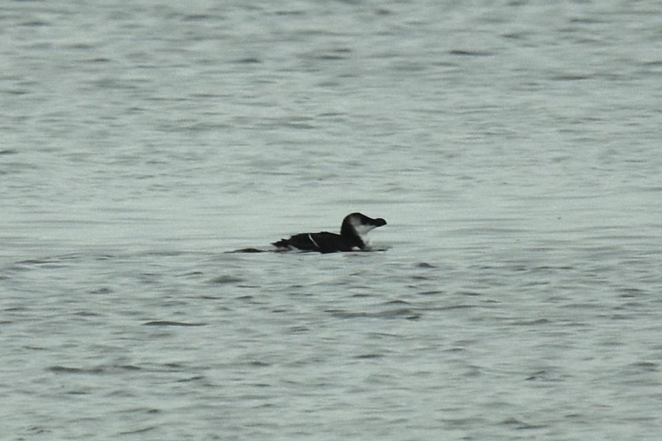 Razorbill - Blair Whyte