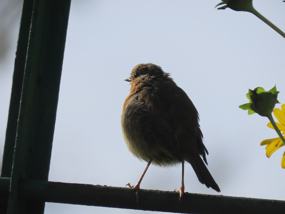 European Robin - ML609215798