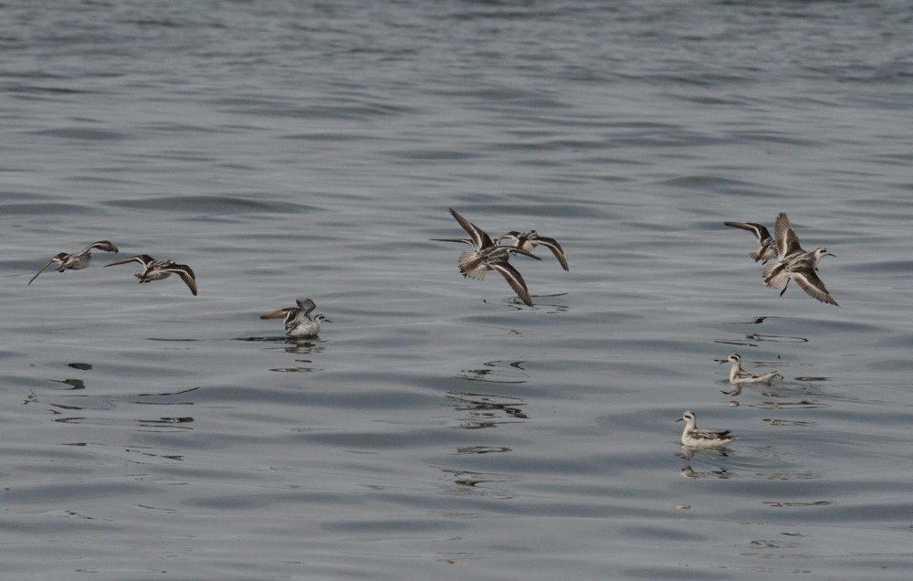 Phalarope à bec étroit - ML609215894