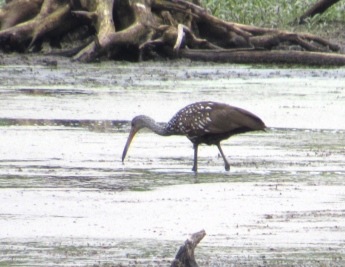 Limpkin - ML609215919