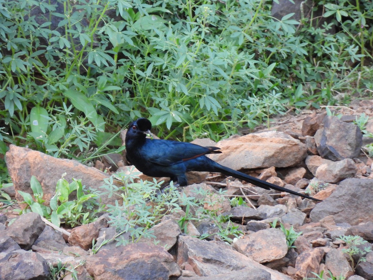 Bristle-crowned Starling - ML609216030