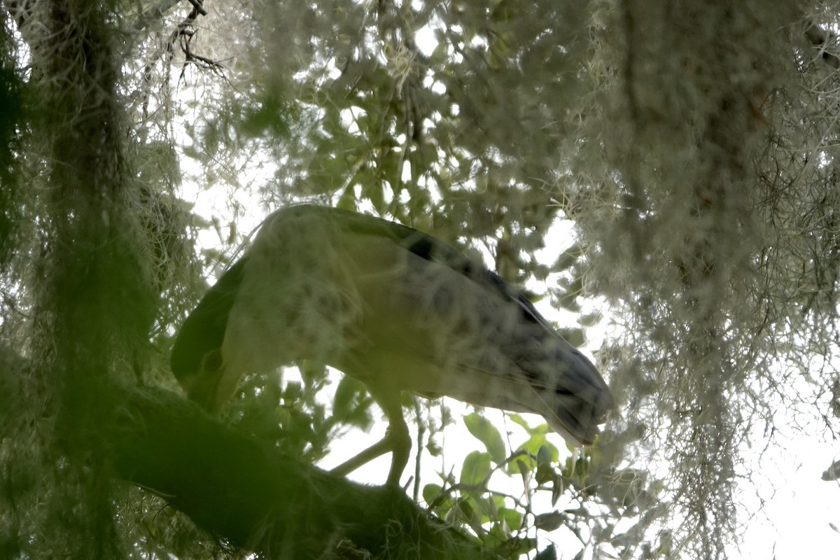 Black-crowned Night Heron - ML609216053