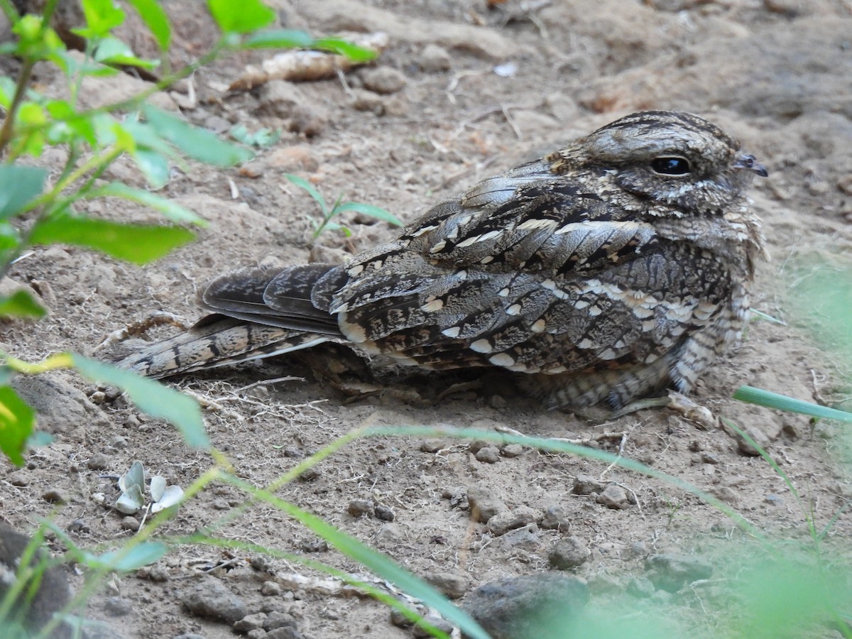 Slender-tailed Nightjar - Adarsh Nagda