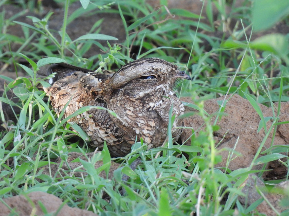 Slender-tailed Nightjar - Adarsh Nagda