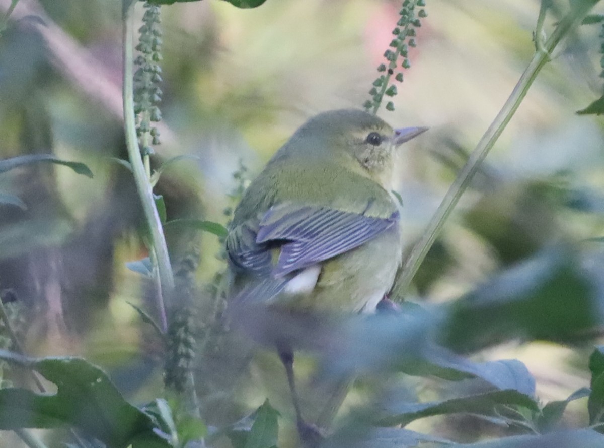 Tennessee Warbler - ML609216092