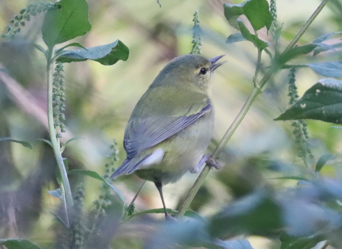 Tennessee Warbler - ML609216093