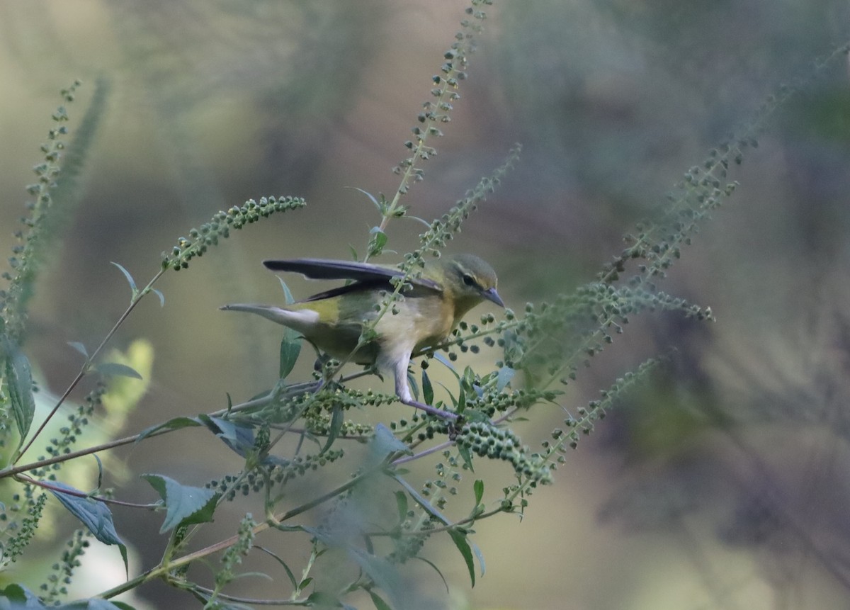 Tennessee Warbler - ML609216096