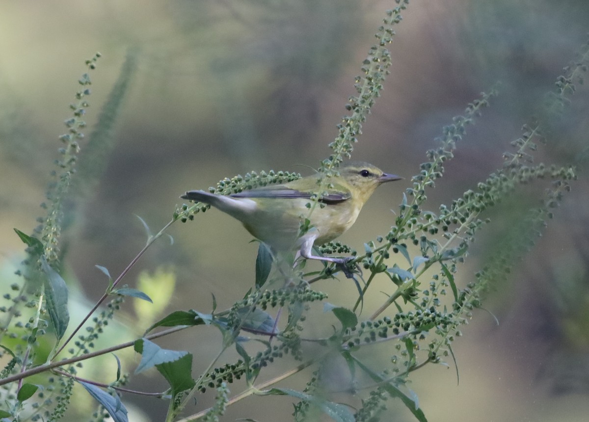 Tennessee Warbler - ML609216100