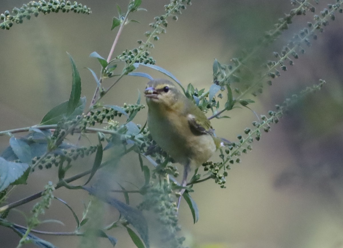 Tennessee Warbler - ML609216103