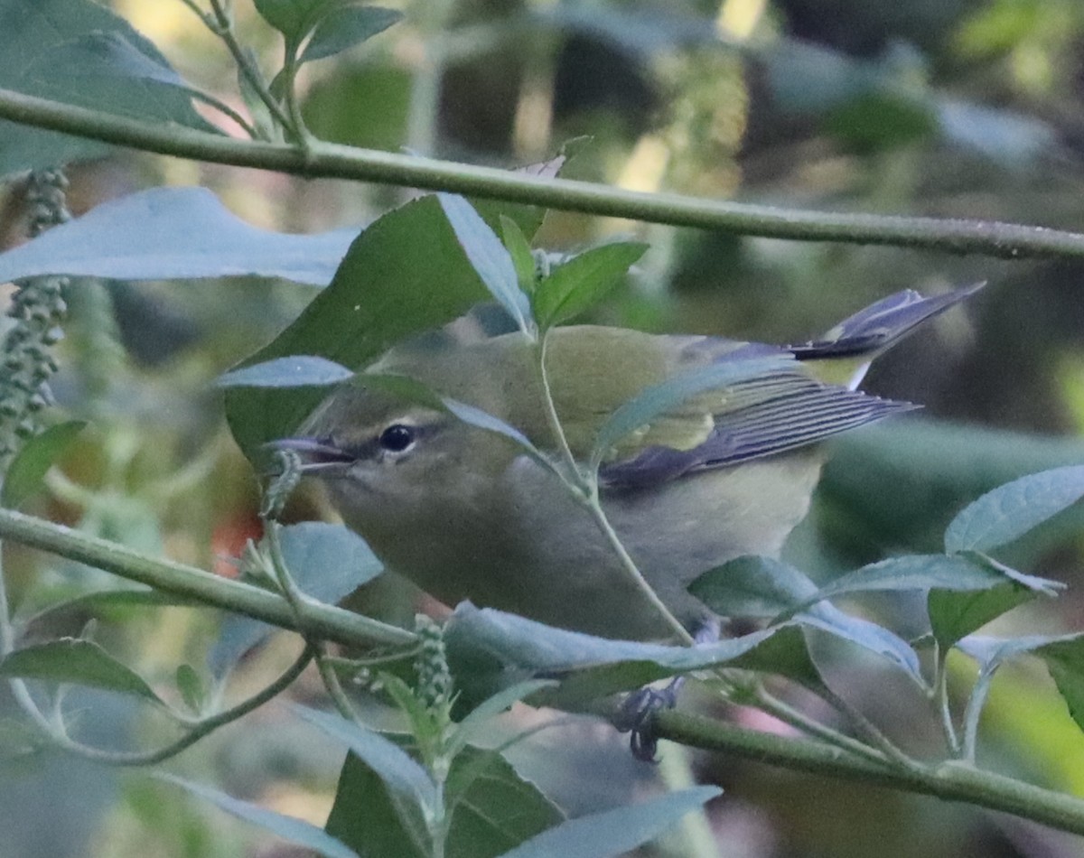 Tennessee Warbler - Daphne Asbell