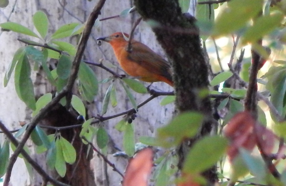 Summer Tanager - ML609216107