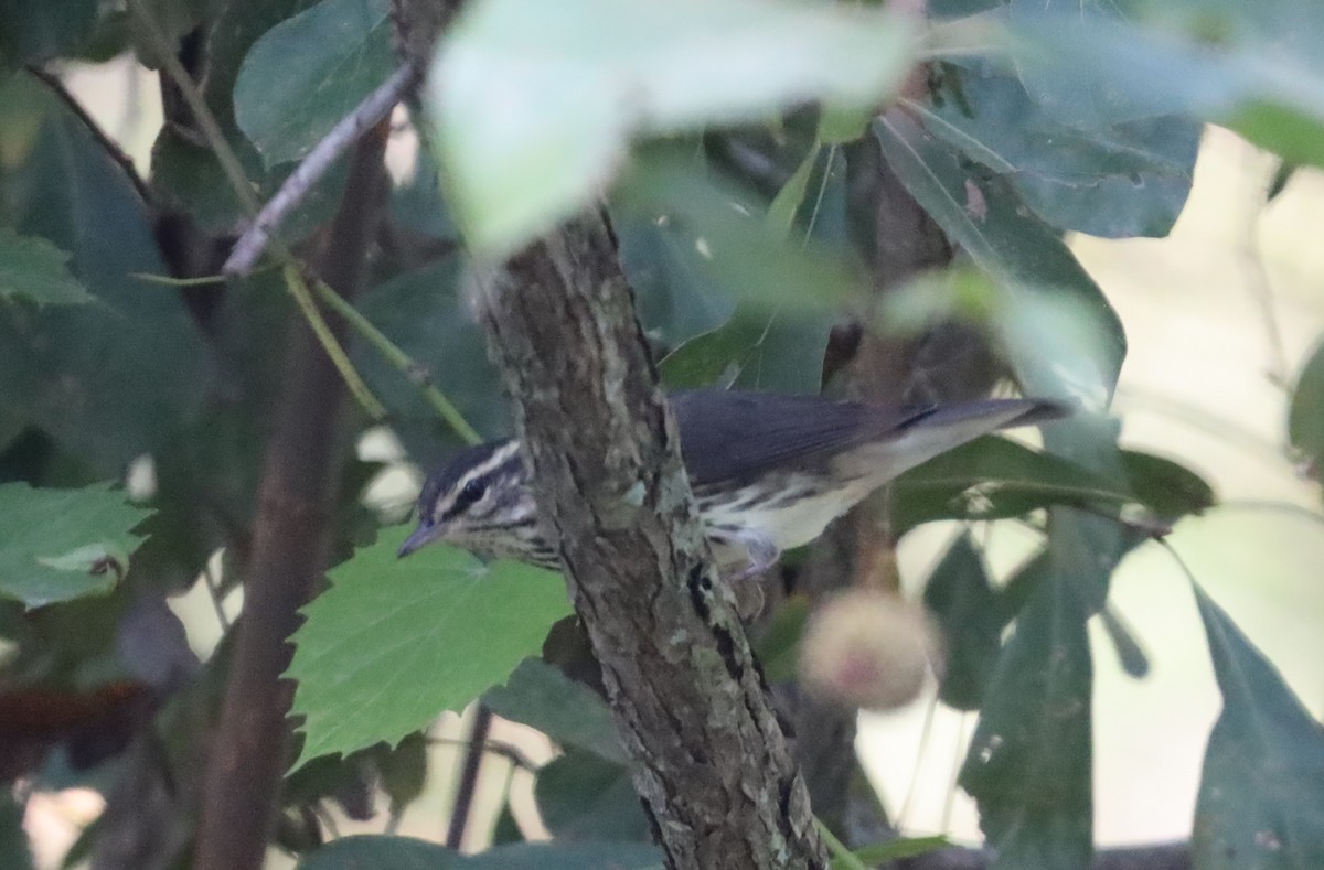 Northern Waterthrush - ML609216123