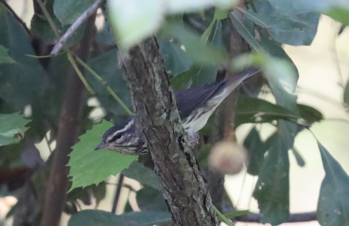 Northern Waterthrush - ML609216132