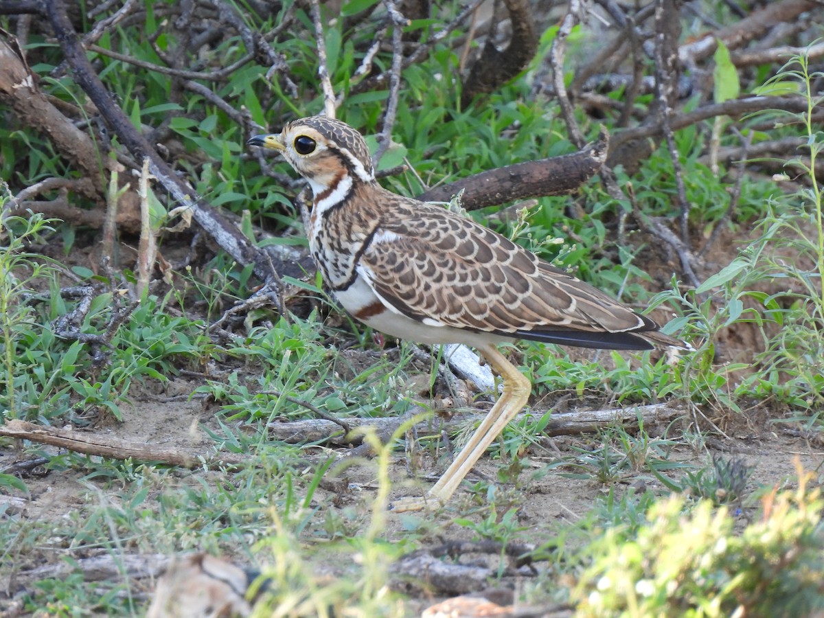 Three-banded Courser - Adarsh Nagda