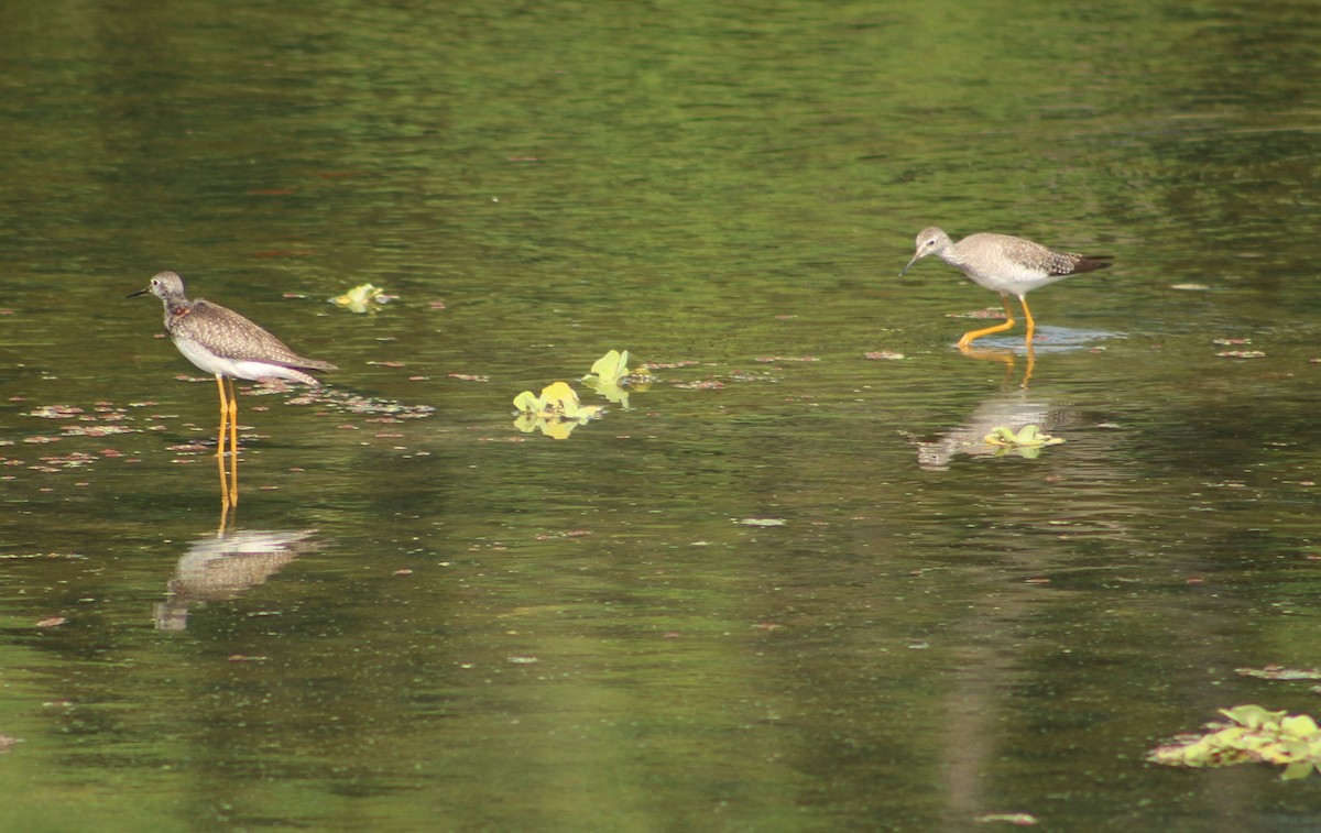 Lesser Yellowlegs - ML609216147