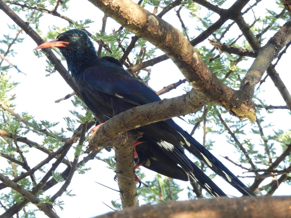 Green Woodhoopoe - ML609216156