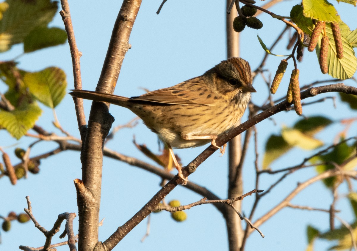 Lincoln's Sparrow - ML609216176