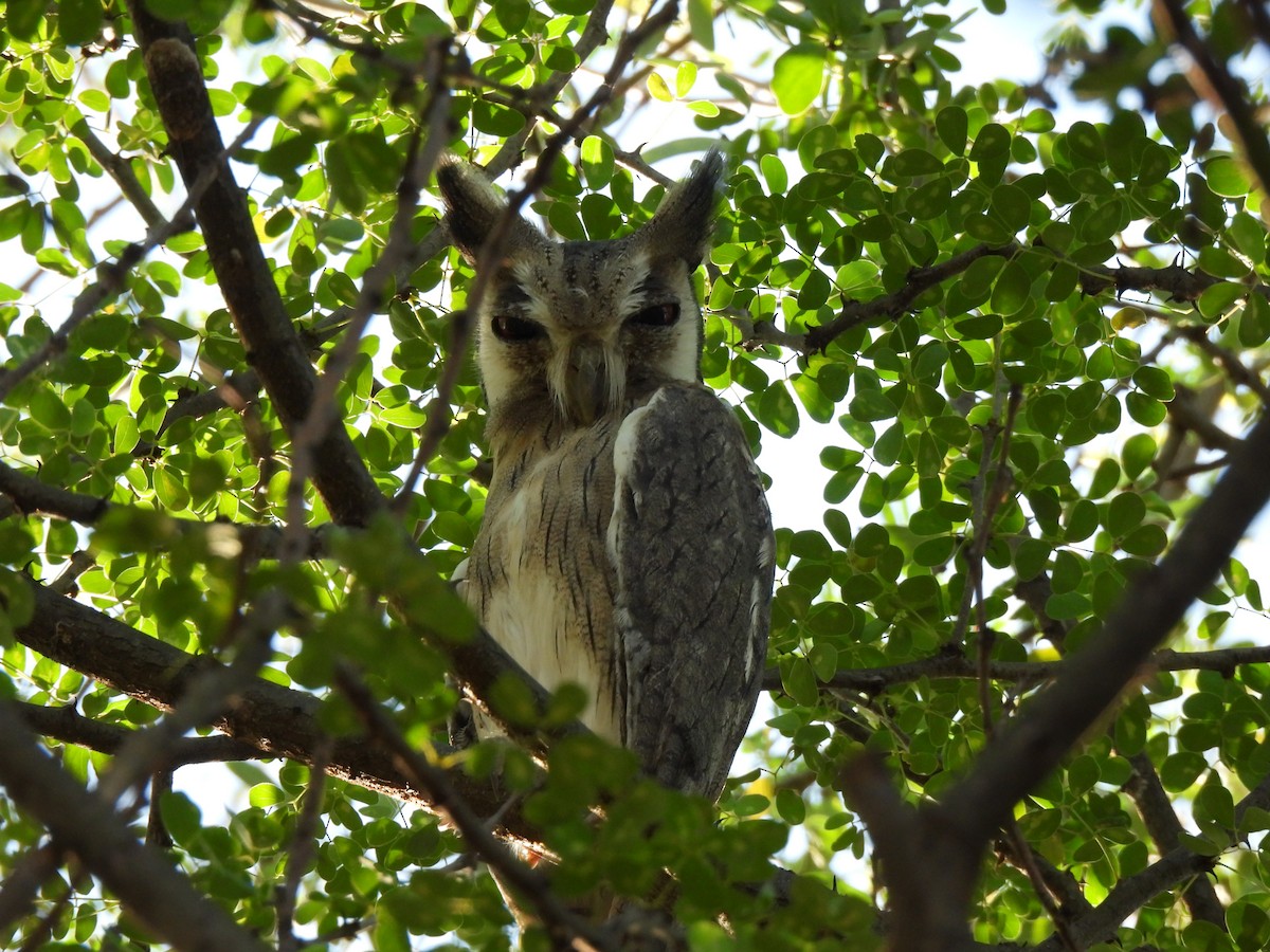 Northern White-faced Owl - ML609216177