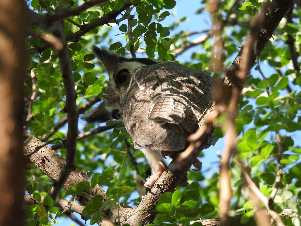 Northern White-faced Owl - ML609216190