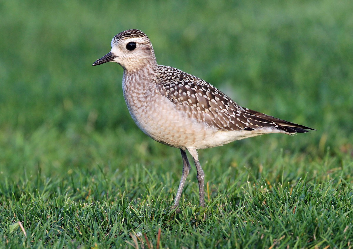 American Golden-Plover - ML609216201