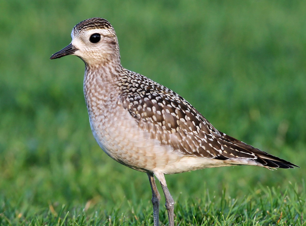 American Golden-Plover - ML609216217