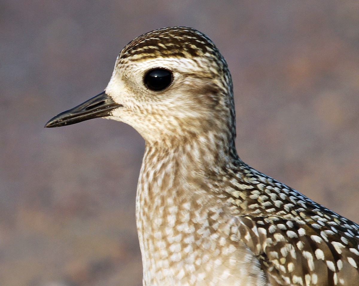 American Golden-Plover - ML609216230