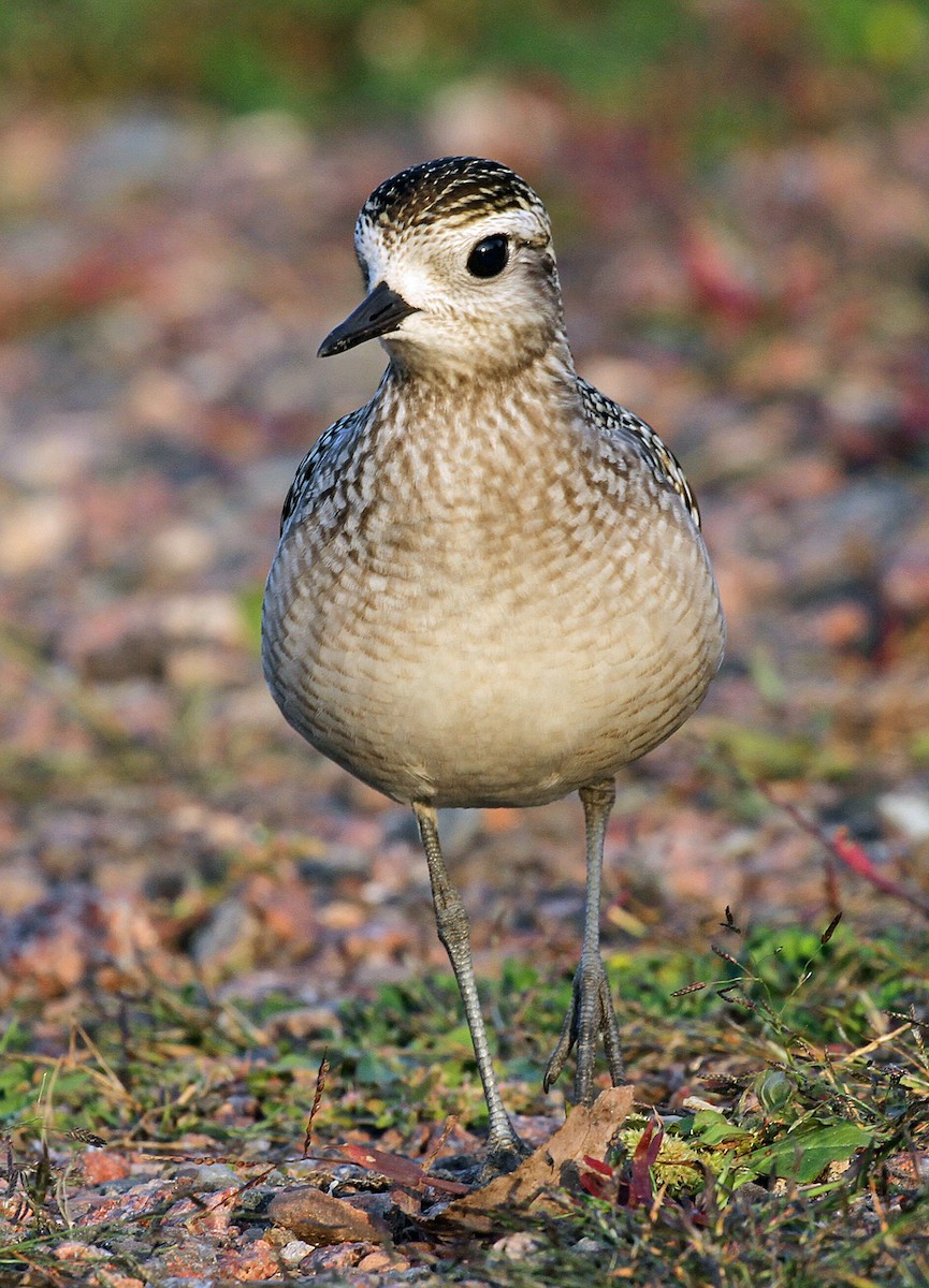 American Golden-Plover - ML609216233