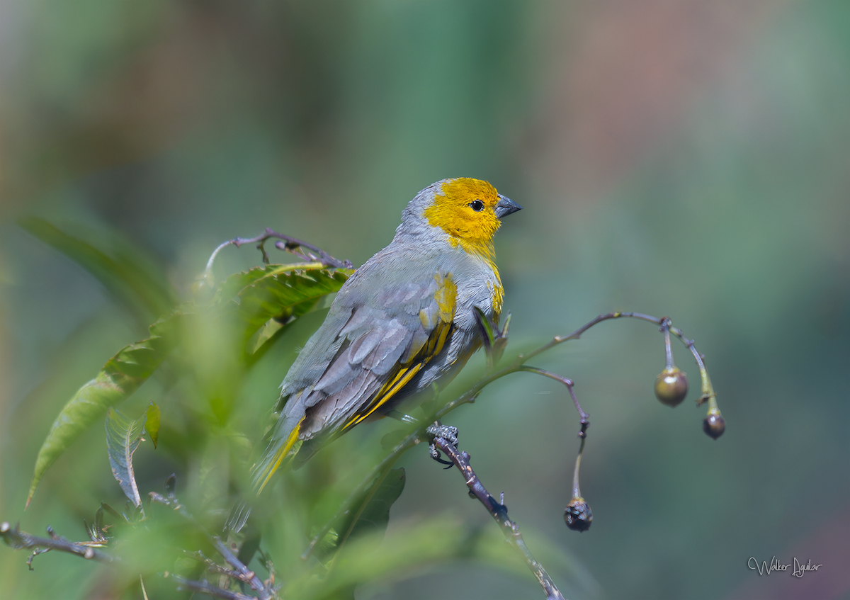 Citron-headed Yellow-Finch - ML609216291