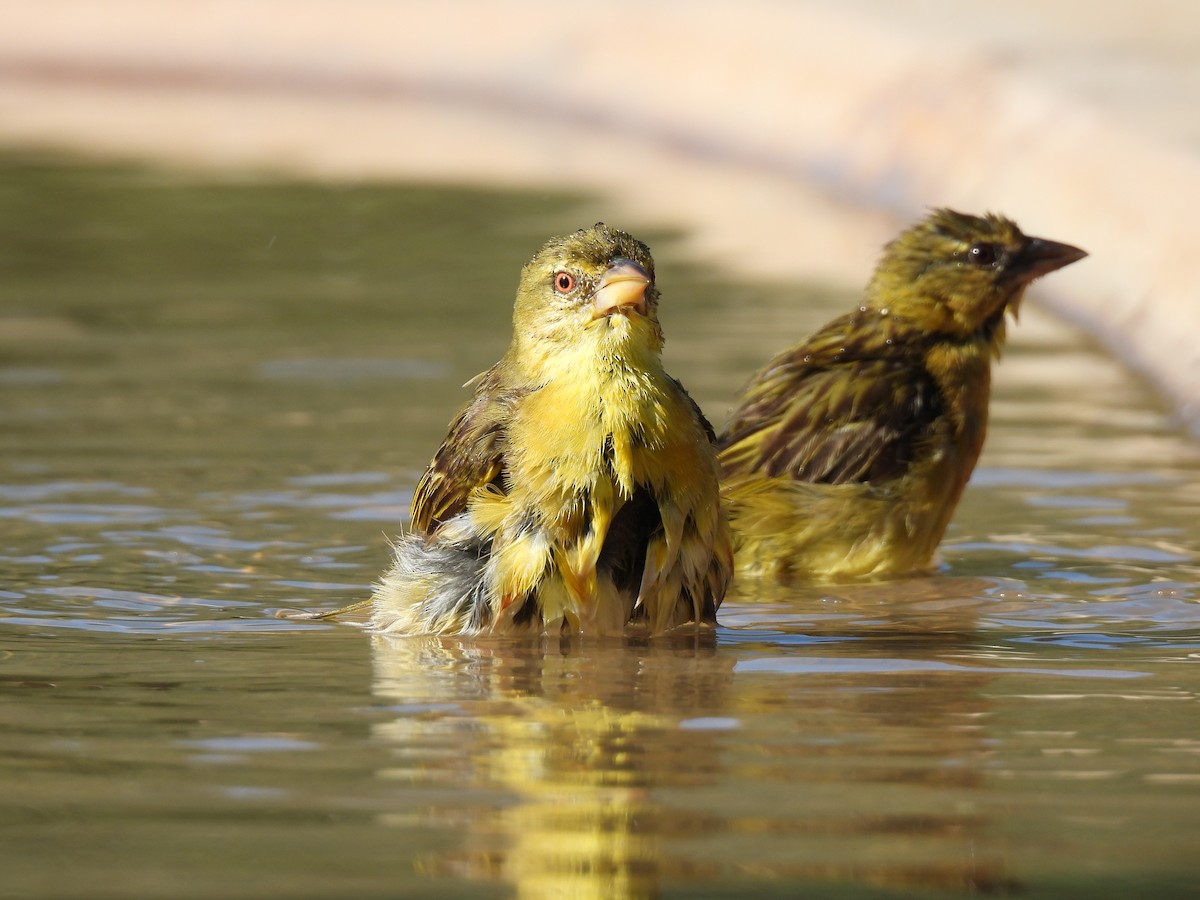 Village Weaver - ML609216362