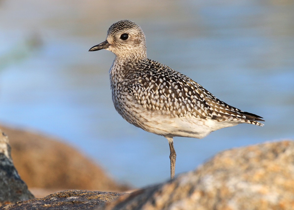 Black-bellied Plover - ML609216390