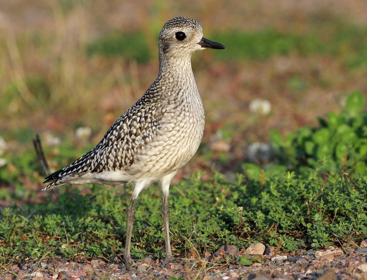 Black-bellied Plover - ML609216405