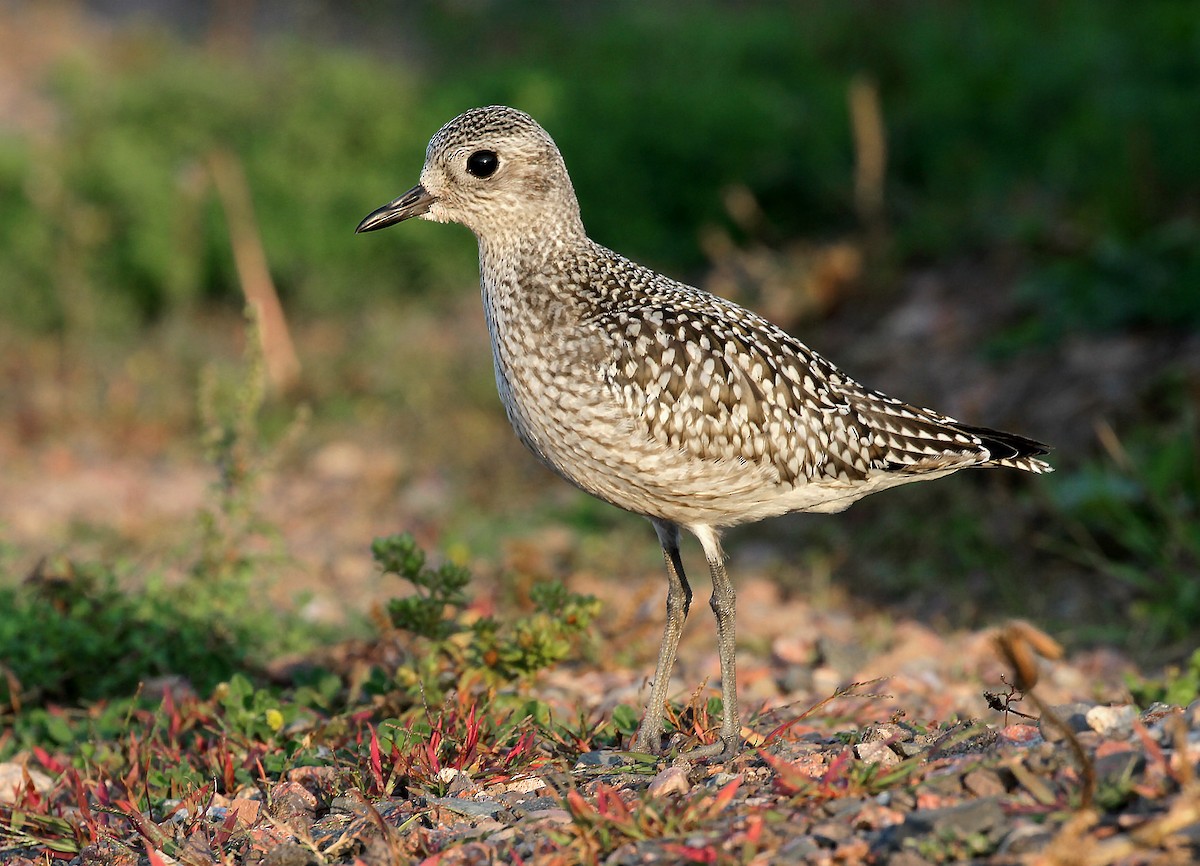 Black-bellied Plover - ML609216412