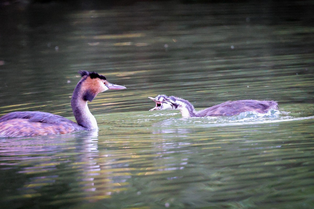 Great Crested Grebe - ML609216460