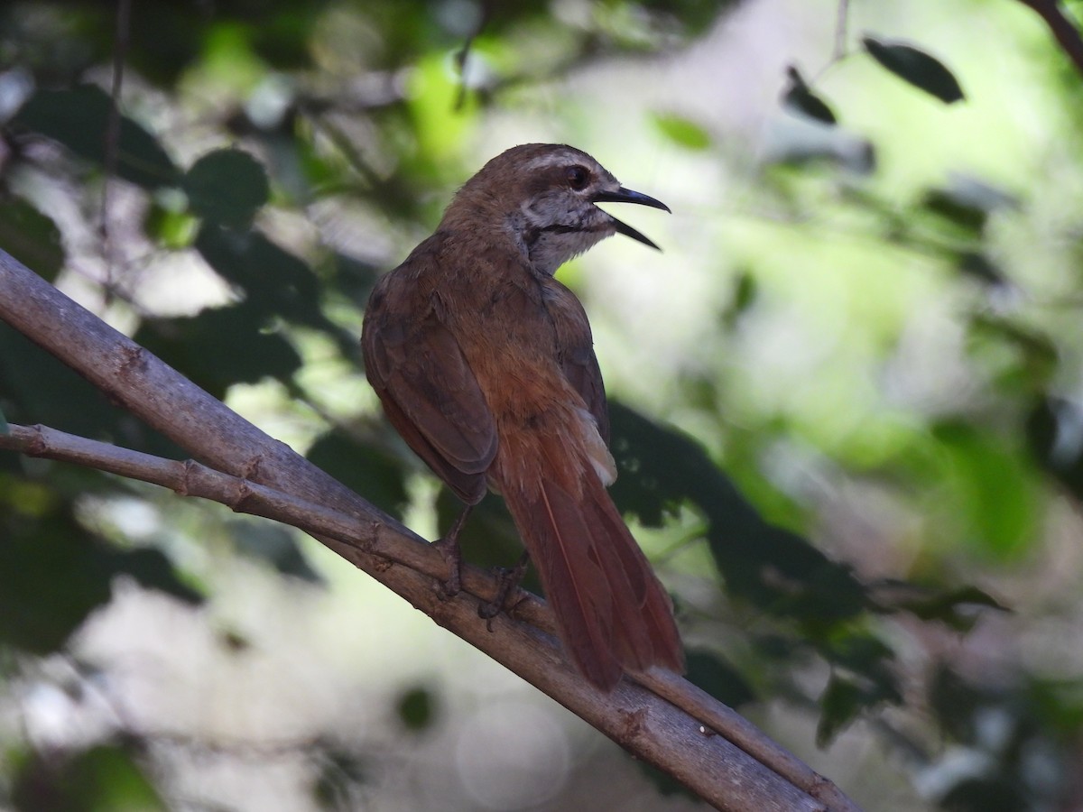 Spotted Morning-Thrush - Adarsh Nagda