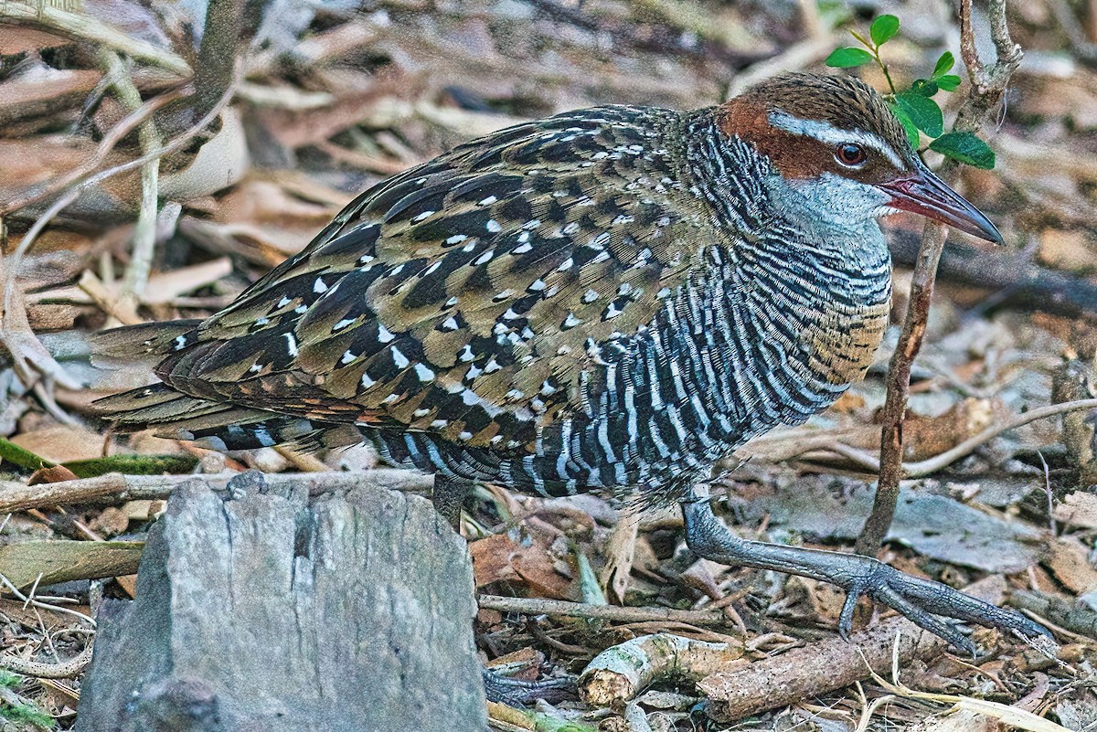 Buff-banded Rail - ML609216527