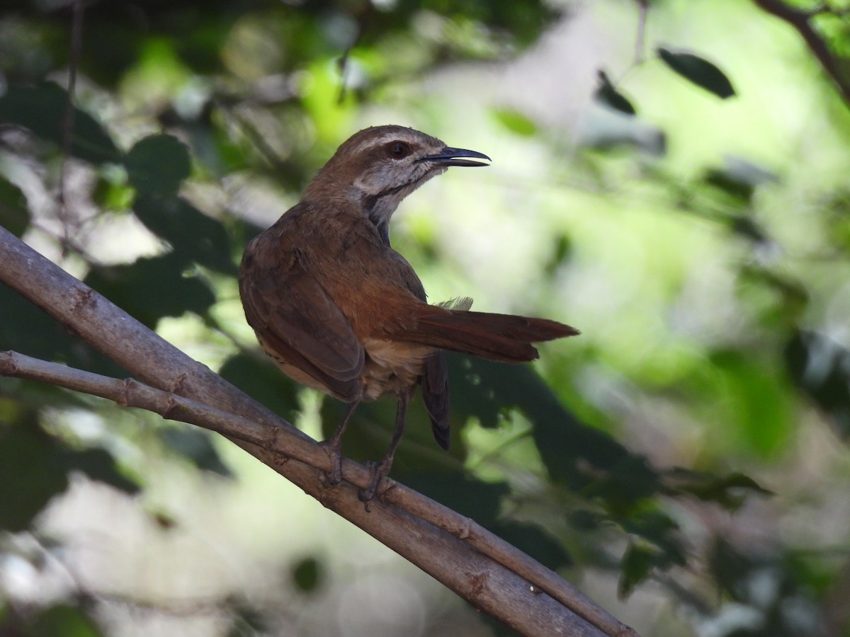 Spotted Morning-Thrush - ML609216535