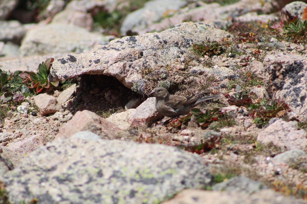 Brown-capped Rosy-Finch - Sheridan Hardy