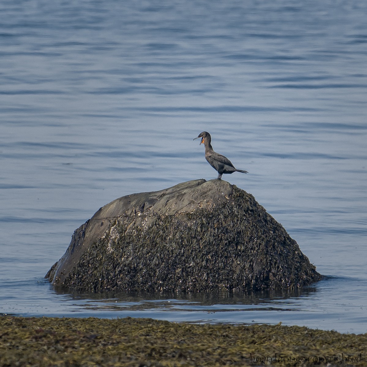 Cormoran à aigrettes - ML609216564