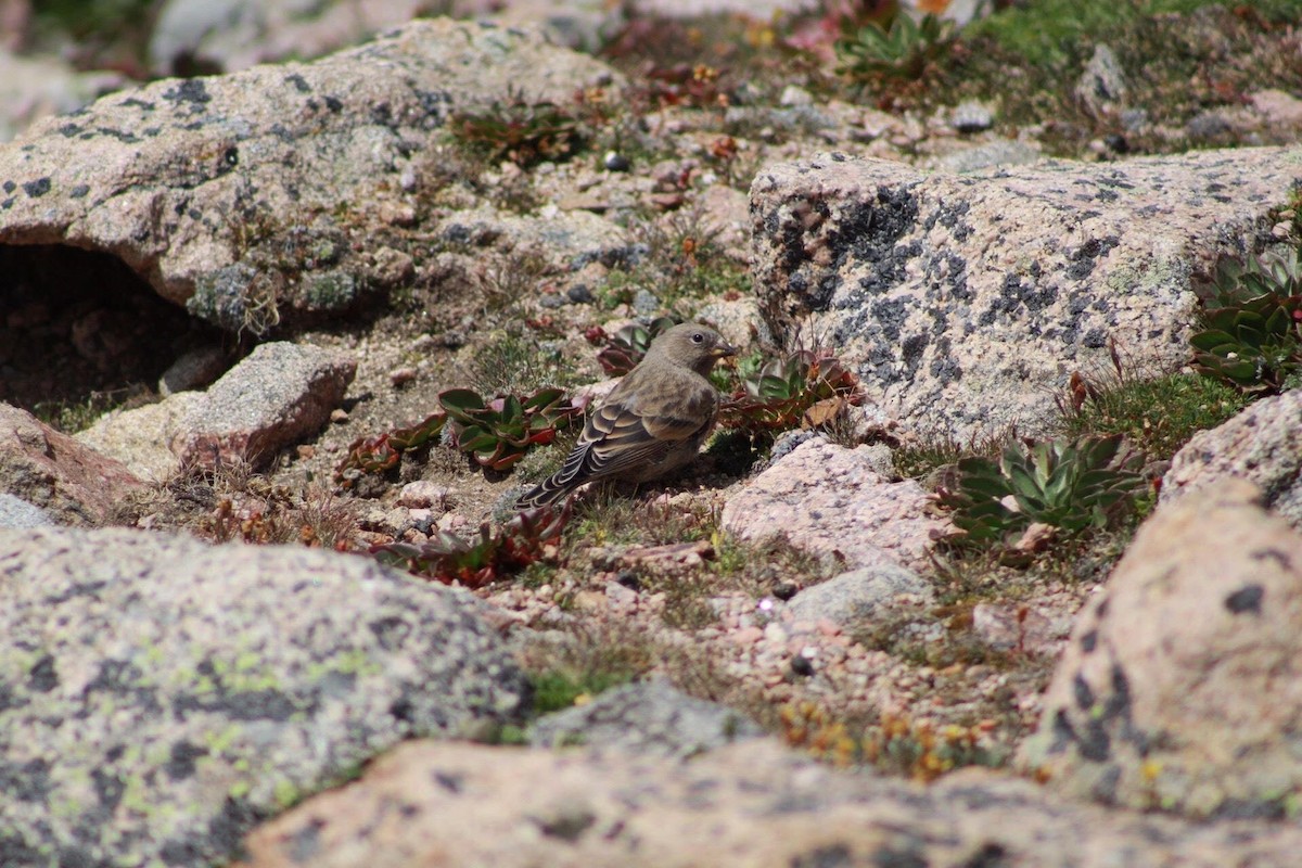 Brown-capped Rosy-Finch - Sheridan Hardy