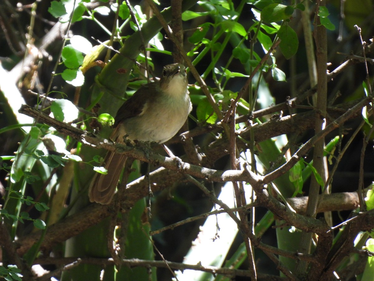 Northern Brownbul - Adarsh Nagda