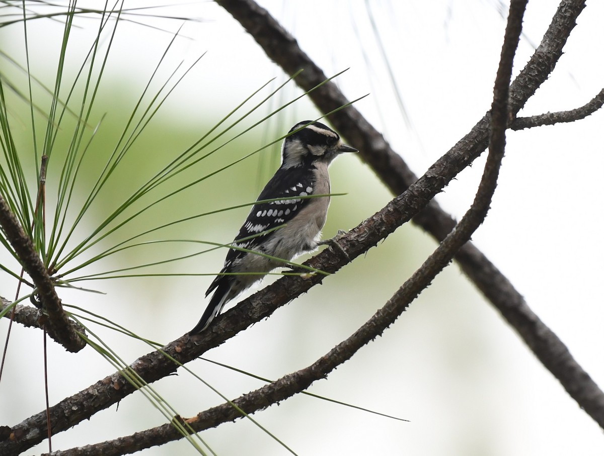 Downy Woodpecker - ML609216672