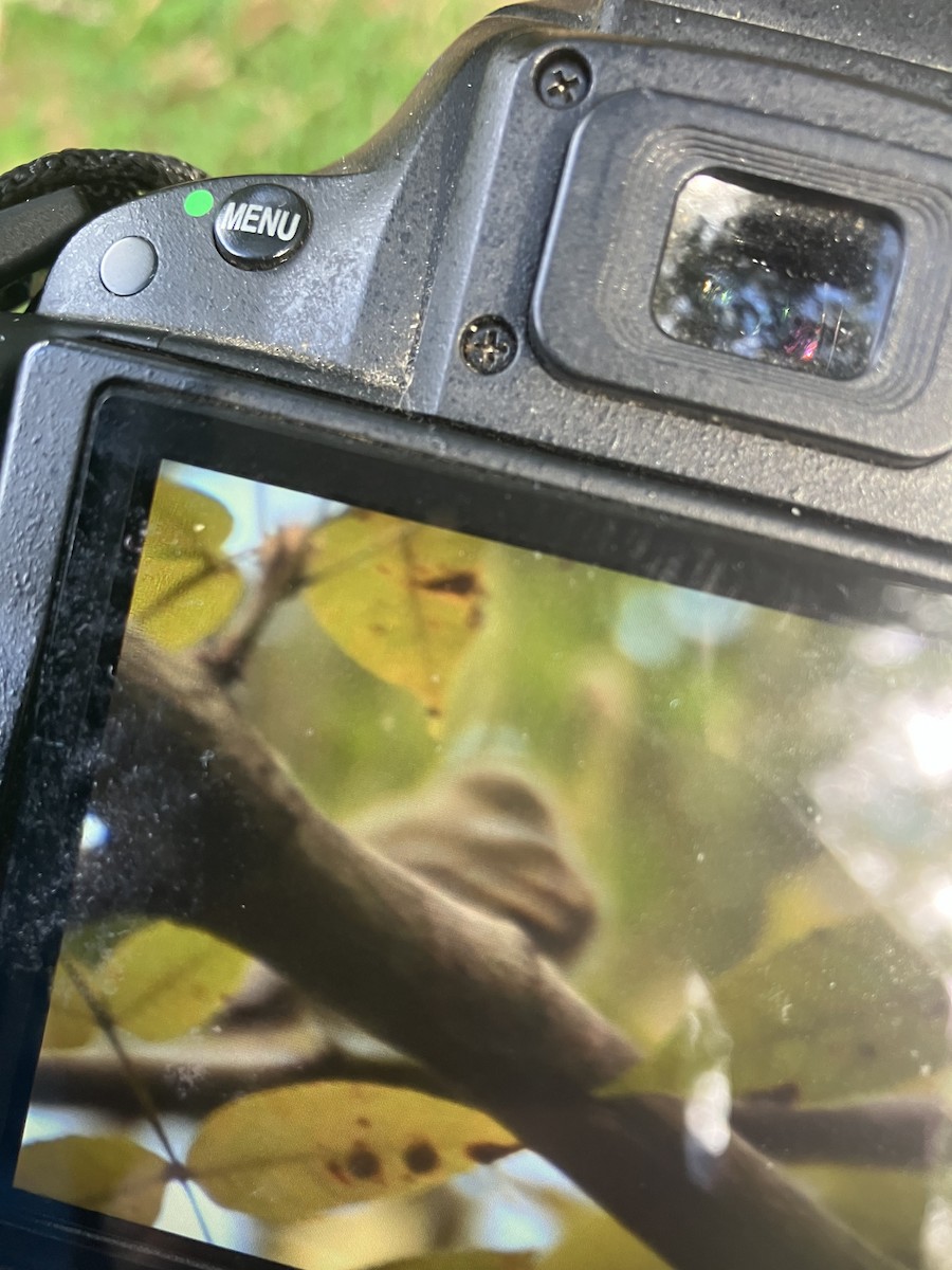 Acadian Flycatcher - ML609216729